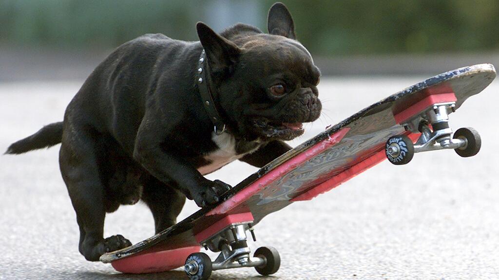 Skateboard, Hund