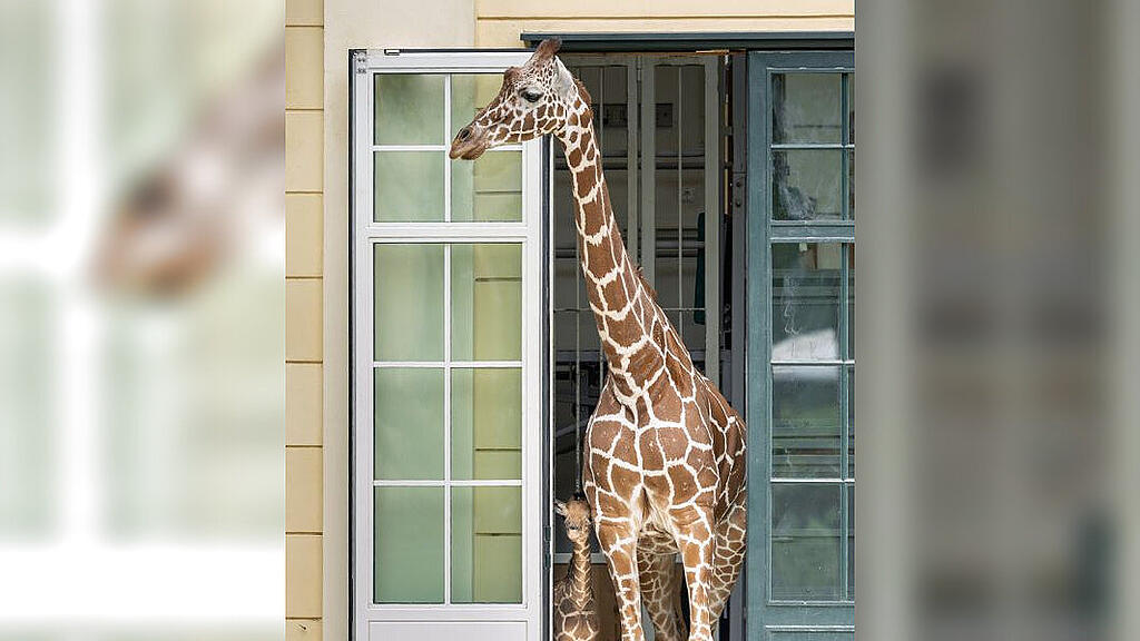 Giraffennachwuchs Schönbrunn