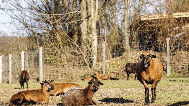Warten aufs Christkind im Zoo