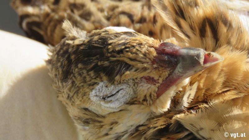 Tierschützer protestieren in Salzburg
