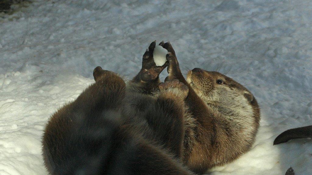 Fischotter im Schnee