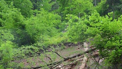 Hochwasser-Schäden in der Glasenbachklamm