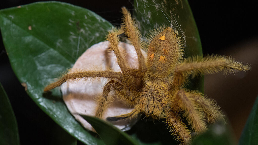Die Spinne sorgte im Flugzeug für helle Aufregung. (Symbolbild)