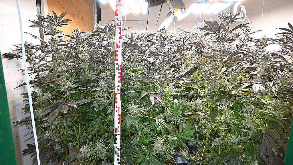 Cannabis Wien