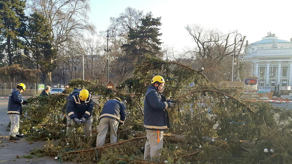 Salzburger Christbaum am Wiener Rathausplatz