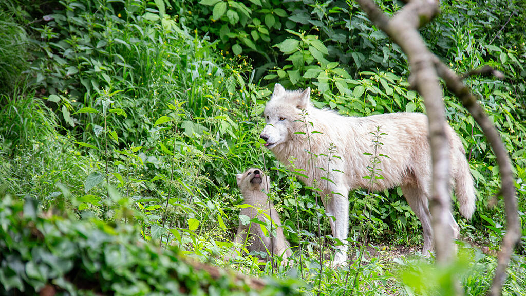 Polarwolf_Jungtier_Vater_Isegrim_c_Jasmin Kiener (1).jpg
