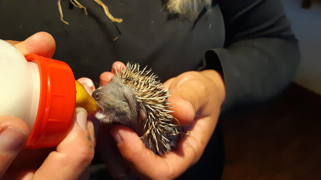 Kleine Igel in OÖ gerettet