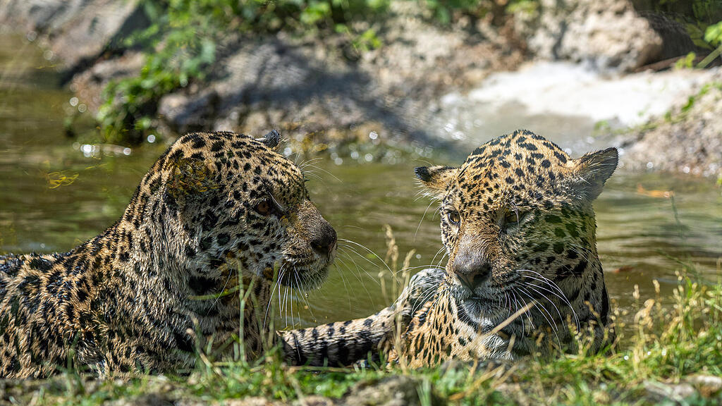 Jaguarschwestern