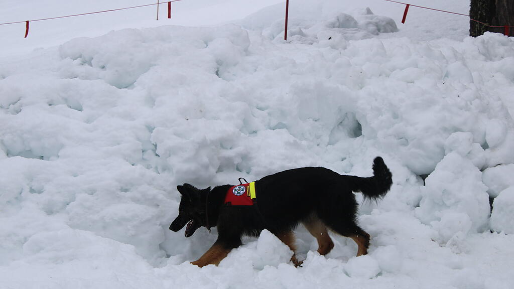 Lawinenhunde Bergrettung Training