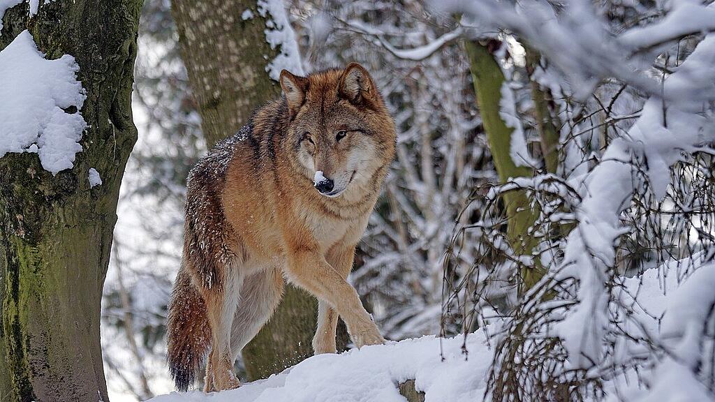 symb_wolf