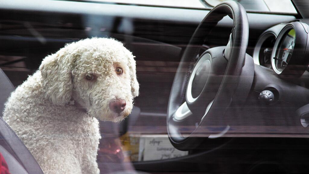 Hunde sollten im Auto immer gut gesichert sein.