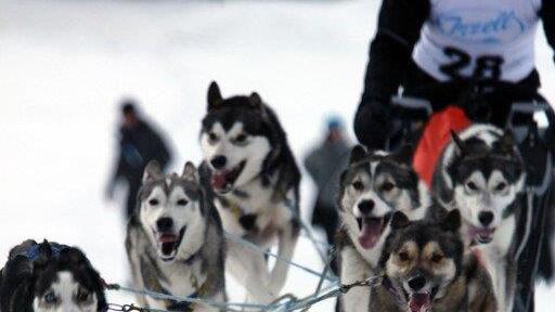 Hundeschlittenrennen in Inzell
