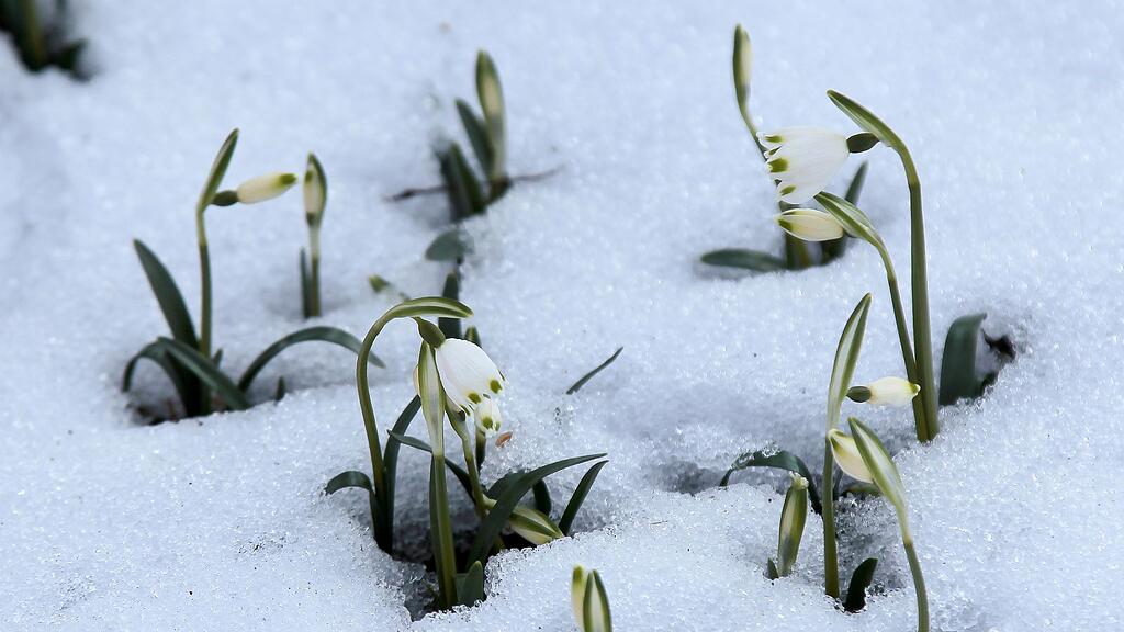 Nach den ersten Frühlingsgrüßen kommt am Wochenende der Winter zurück.