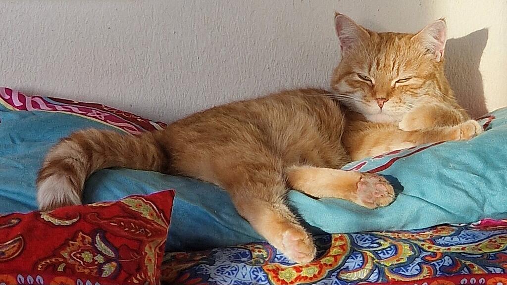 Weltkatzentag 2025