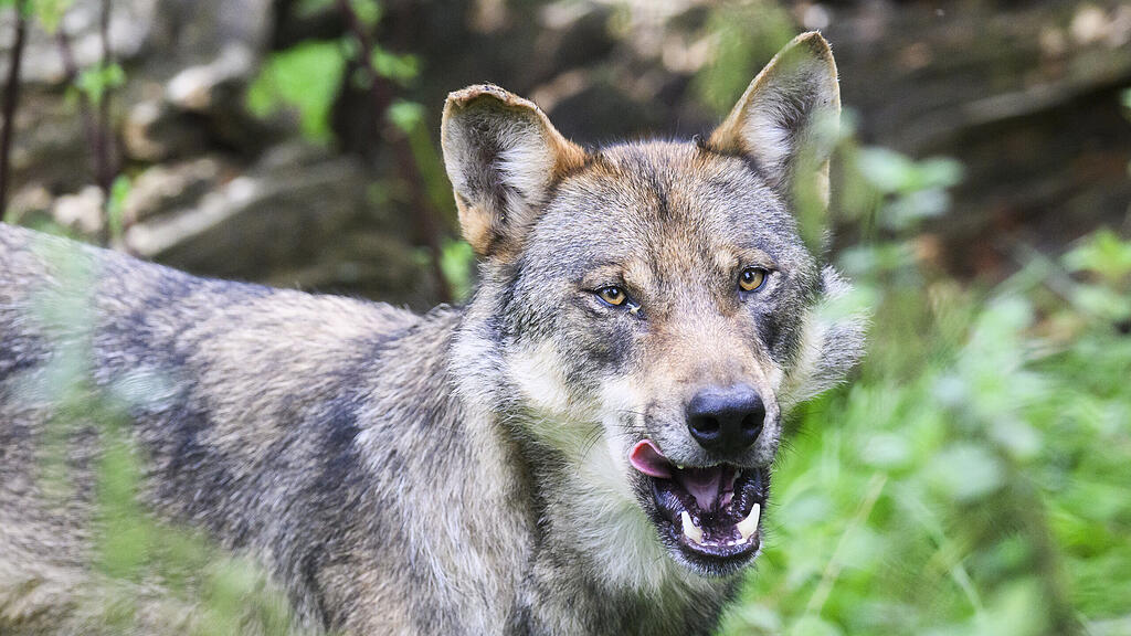 Wolf