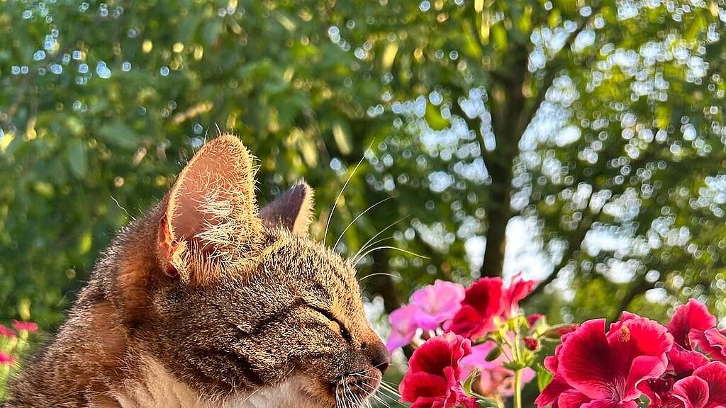 Weltkatzentag 2025