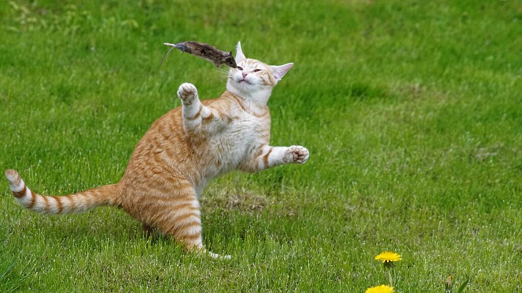 Weltkatzentag 2025