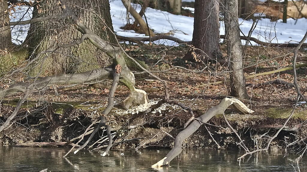 Leopoldskroner Weiher
