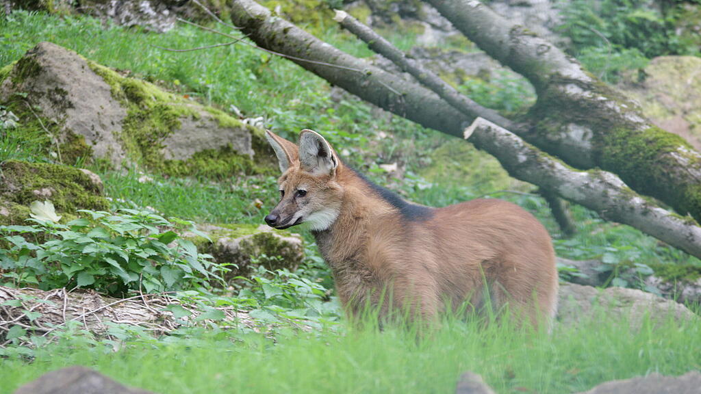 Mähnenwolf-Pärchen Zoo Salzburg
