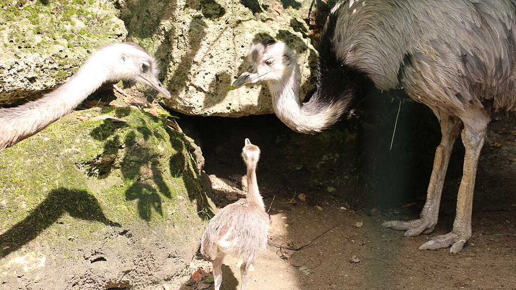 Nandu-Nachwuchs Zoo Salzburg