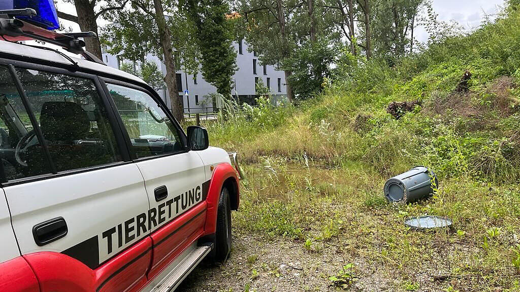 Rettung Fischotter Stadt Salzburg