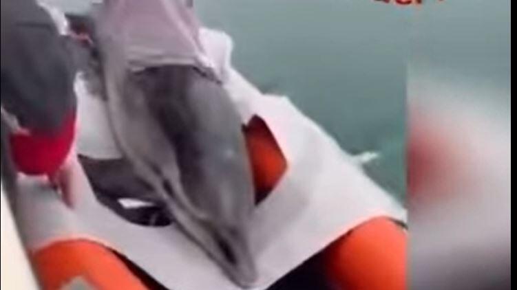 Delfin