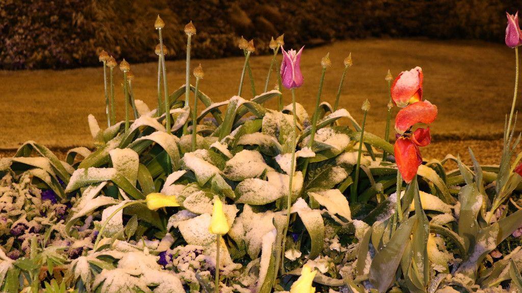 Wintereinbruch in der Mozartstadt