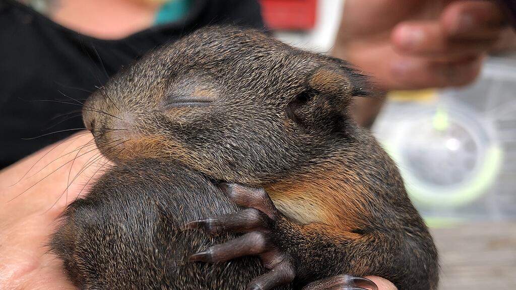 Einhörnchen