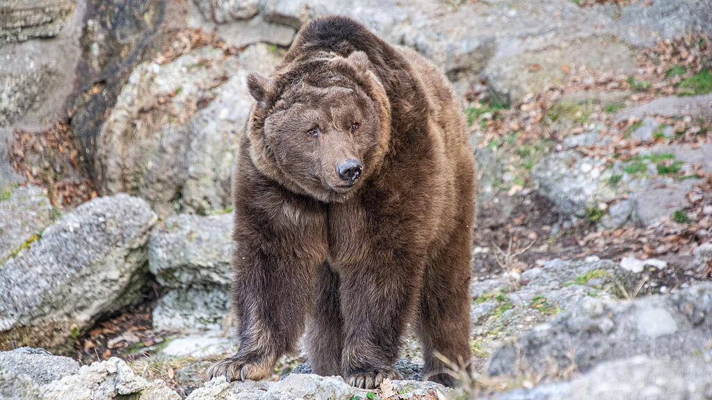 Braunbären im Salzburger Zoo