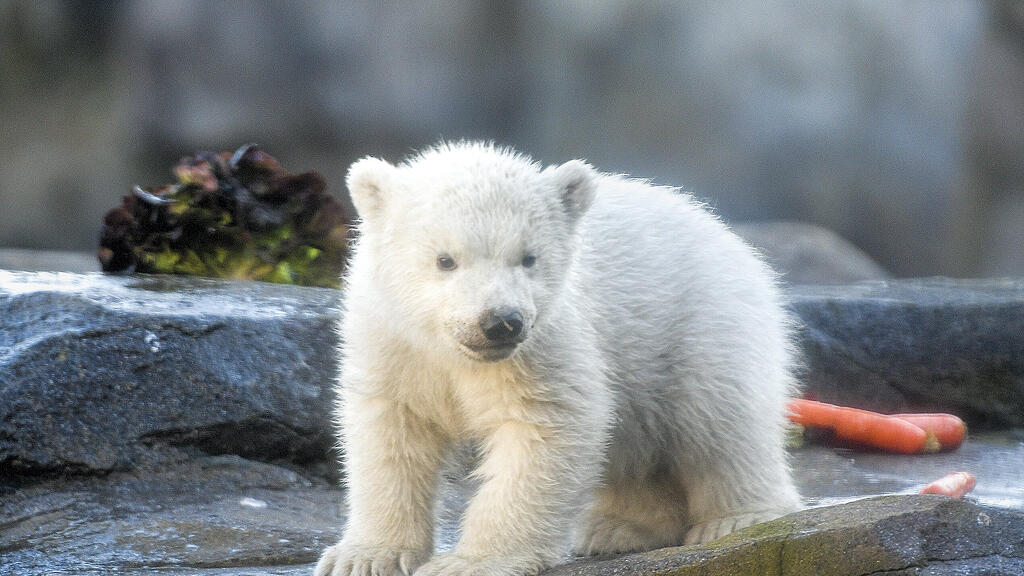 Eisbär, Wien, Schönnbrunn