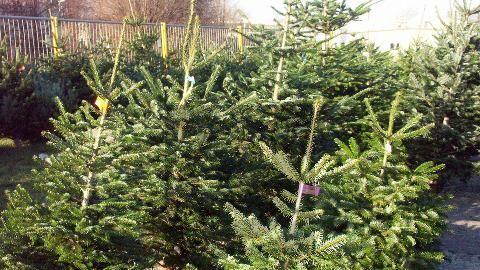 Nur ohne Weihnachtsschmuck werden die Bäume mitgenommen.
