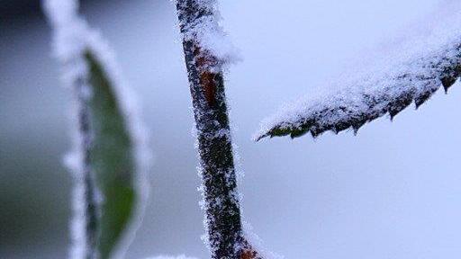 Frost am Morgen