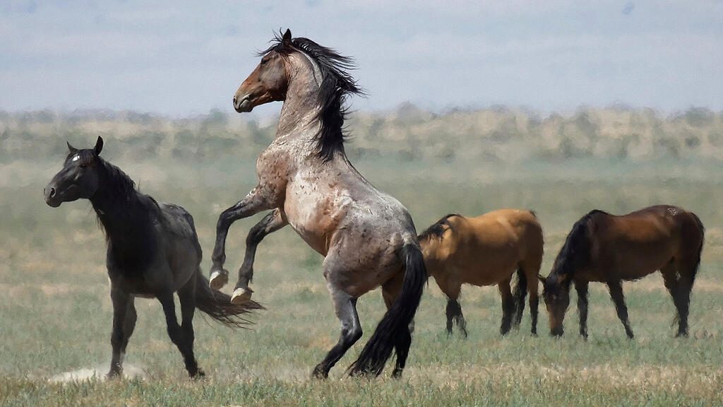 Wildpferde, SB