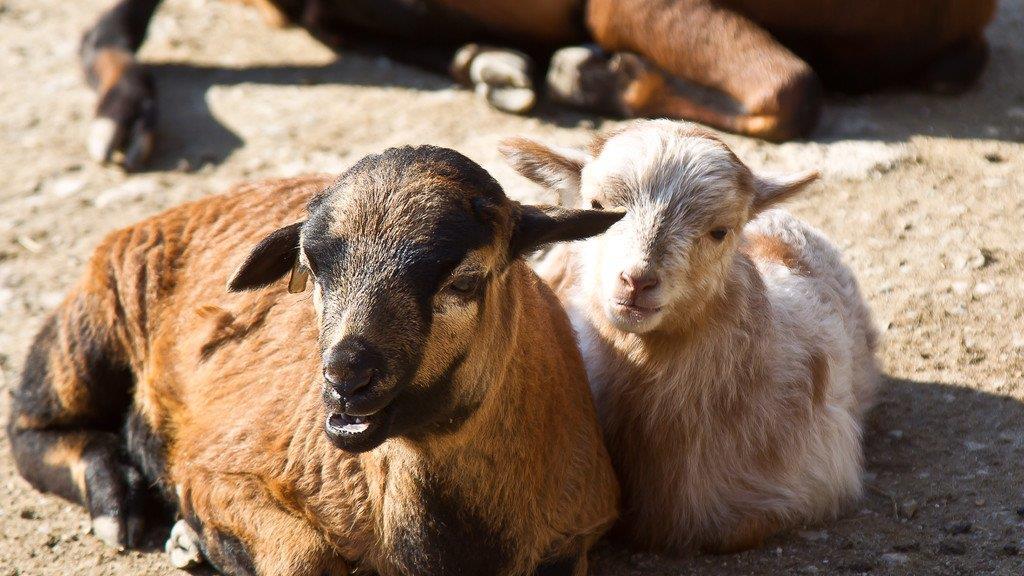 Frühlingserwachen im Salzburger Zoo