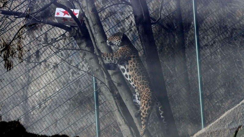 Warten aufs Christkind im Zoo, II