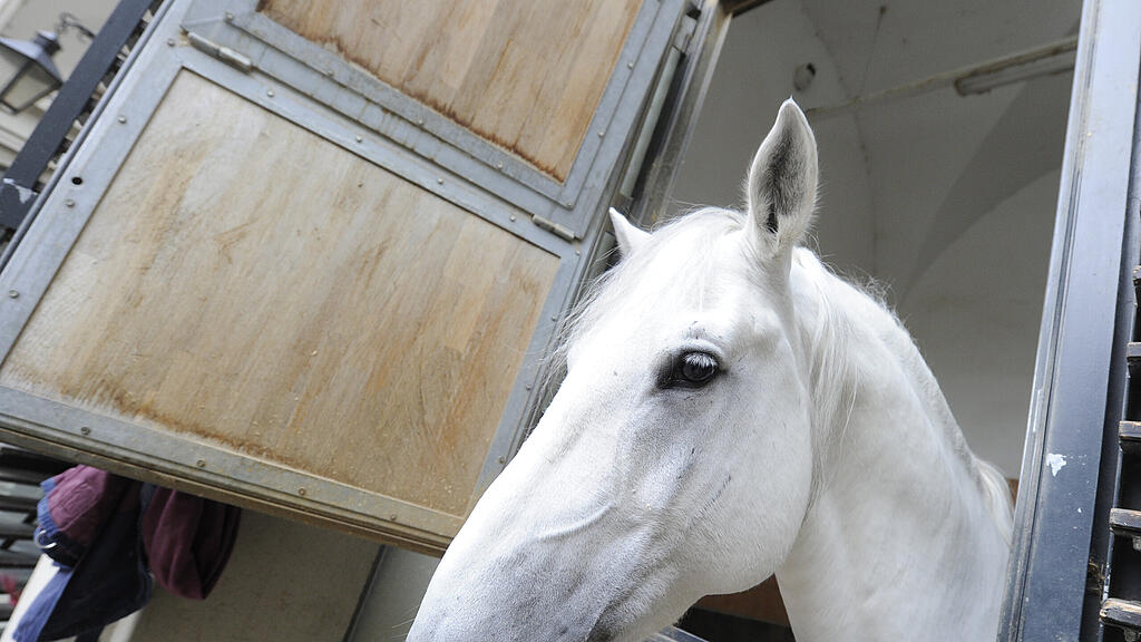 Das Pony ist laut Besitzerin bereits das vierte Opfer seit Jänner dieses Jahres (Symbolbild).