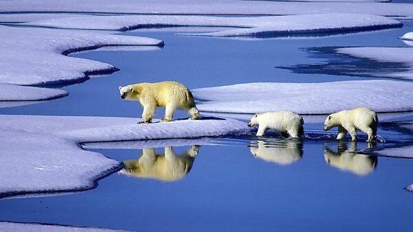 Die Zukunft des Eisbären ist unsicher