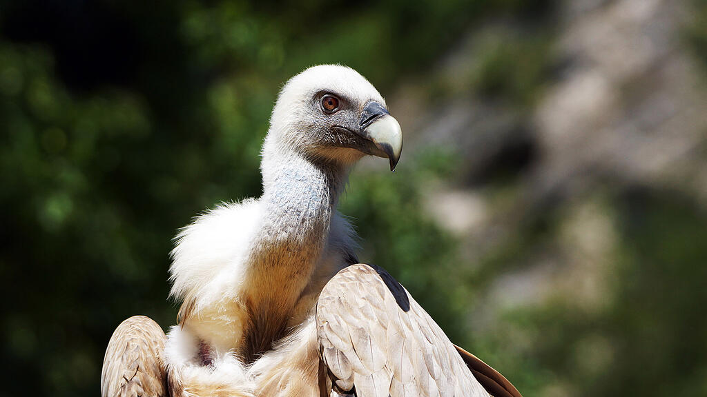 Gänsegeier_Portrait_c_ZooSbg.jpg