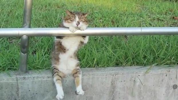 Diese Katze lässt es sich sichtlich gut gehen.