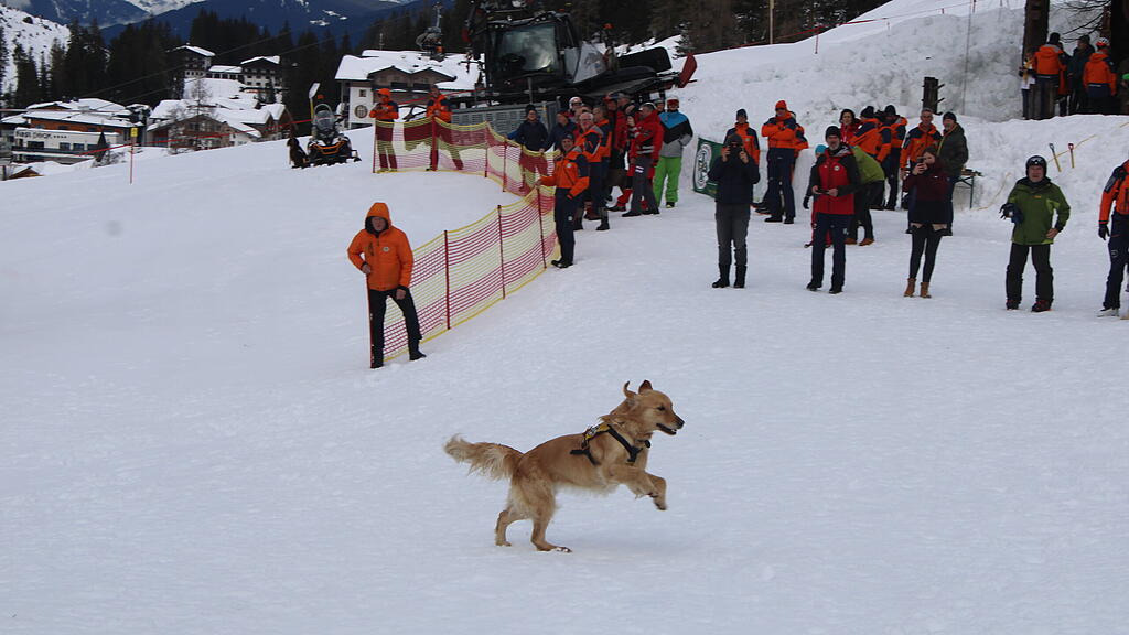 Lawinenhunde Bergrettung Training