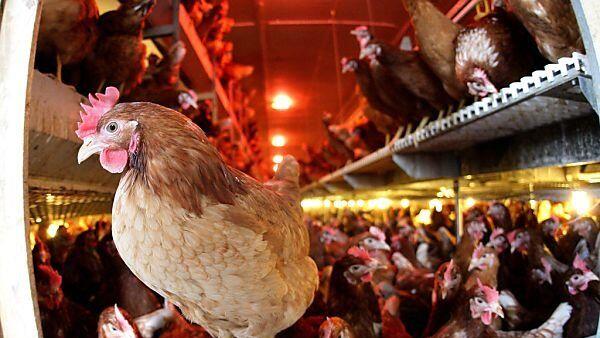 Laut Berechnung bringen 333 verkaufte Eier den Betrieben einen Euro