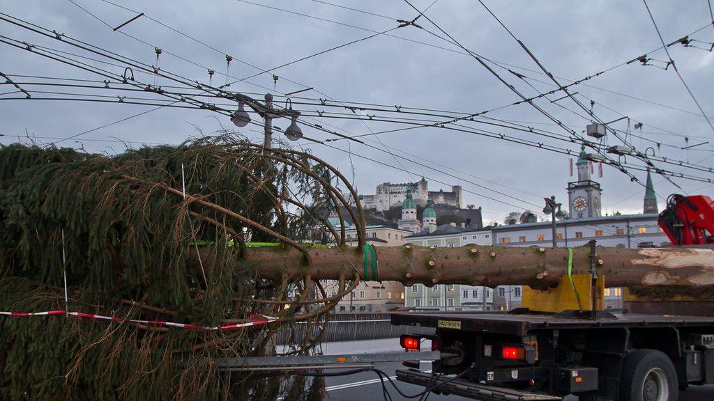 Christbaum ist angekommen