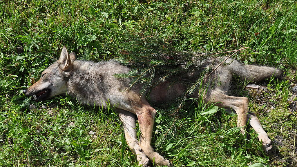Wolf Hochkönig