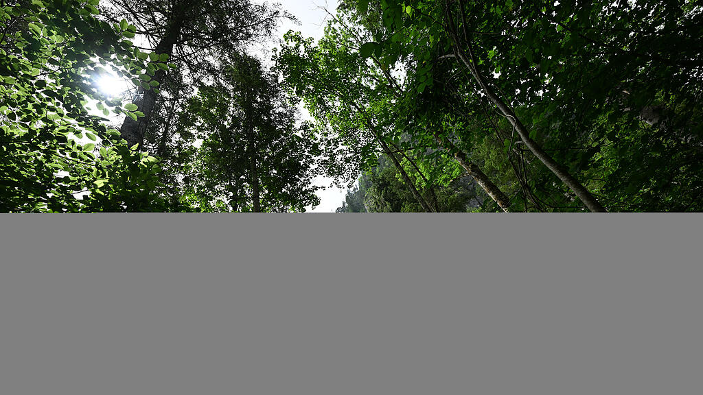 wald