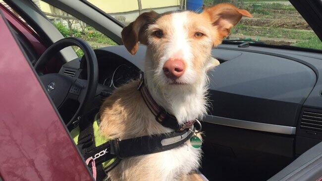 Hunde werden im Auto häufig nur unzureichend gesichert.