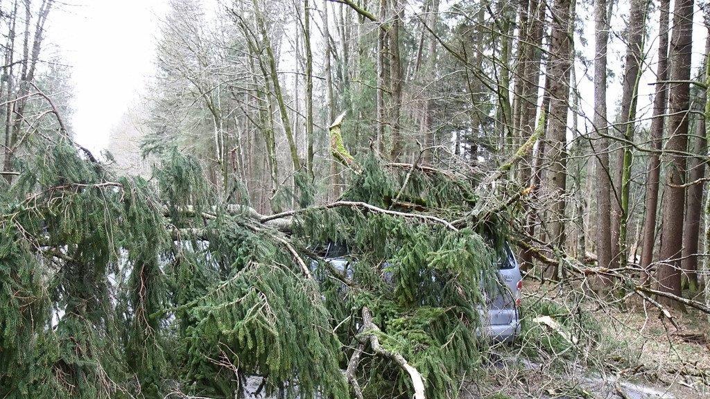 Niklas: Baum an L207 stürzt auf Pkw