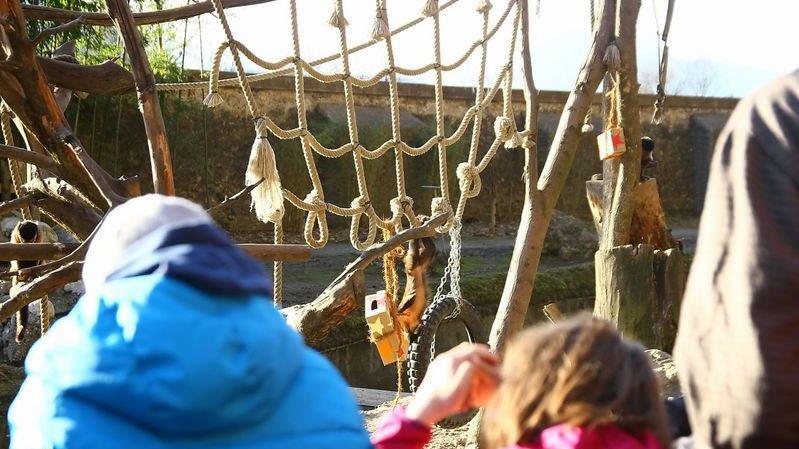 Weihnachten im Zoo
