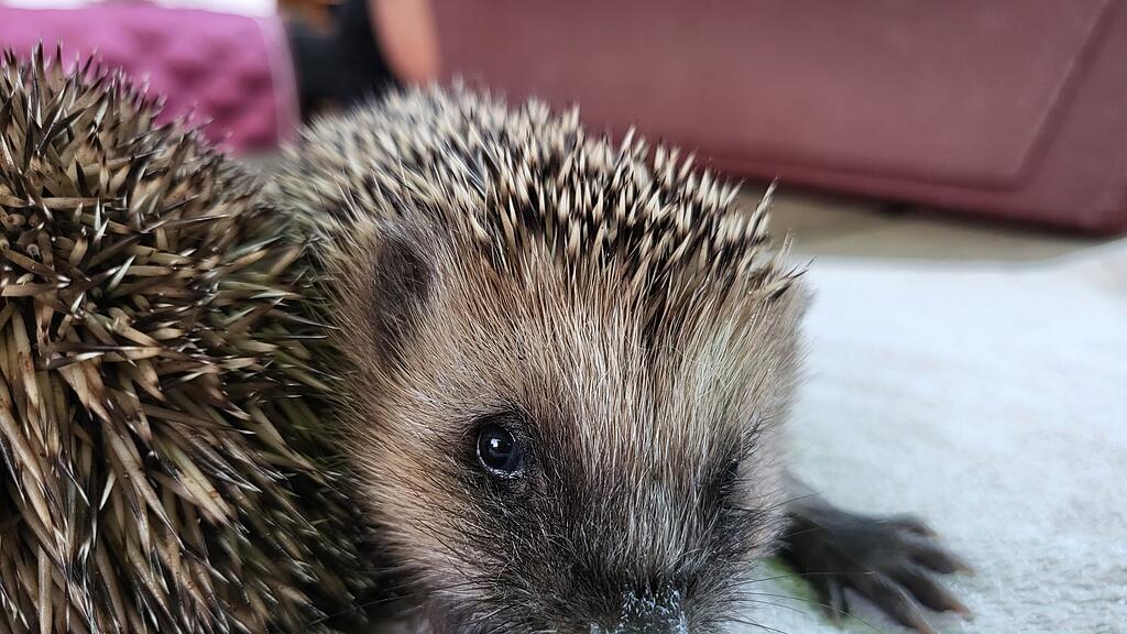 igel