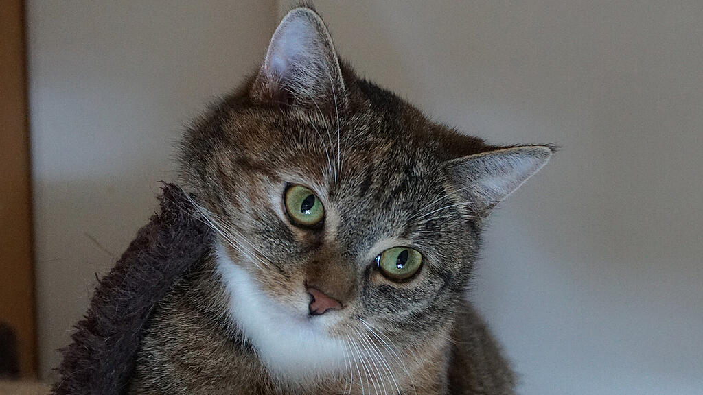 Lea, Katze in Gnigl angeschossen