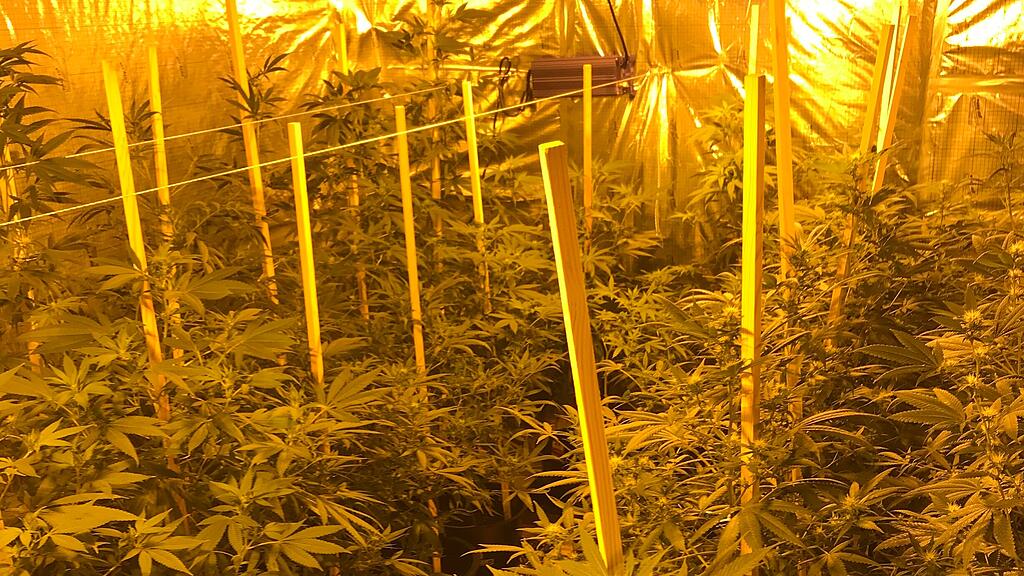 Cannabisplantage Zell am See